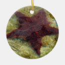 Search for starfish christmas tree decorations Underwater