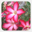 Search for desert rose stickers Floral