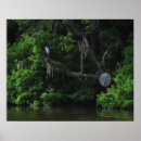 Search for great blue heron posters Landscape