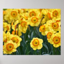 Search for daffodils art Home