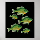 Search for bluegill posters Reel