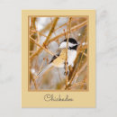 Search for chickadee postcards Bird