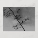 Search for bird silhouette postcards Halloween party