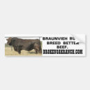 Search for cattle bumper stickers Cows