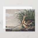 Search for john audubon postcards Birds of america