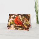 Search for apple blossoms postcards Apples