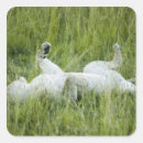 Search for tall grass stickers Africa