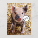 Search for baby pig postcards Cute