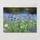 Search for cornflower blue postcards Meadow