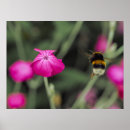 Search for bumble photography Floral