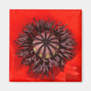Search for papaver magnets Poppies