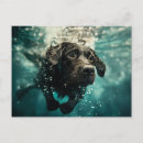 Search for swimming postcards Dog products