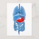 Search for stomach postcards Biomedical illustrations