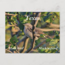 Search for mockingbird postcards Texas