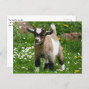 Search for pet goat postcards Animal