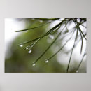 Search for raindrop posters Botanical