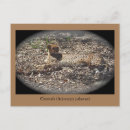 Search for funny animal postcards Animals
