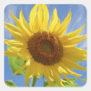 Search for cheery stickers Yellow