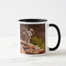 Search for bighorn sheep mugs Zion