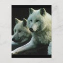 Search for polar wolf Wolves
