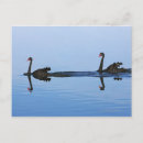 Search for new zealand bird postcards Wildlife