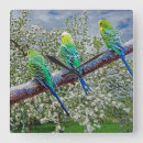 Search for budgie art Animal