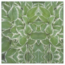 Search for hosta Leaves