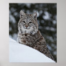 Search for bobcat posters Animal