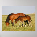 Search for wild horse posters Pony
