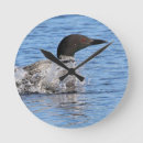 Search for loon clocks Nature