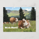 Search for cow moving announcement cards Change of address