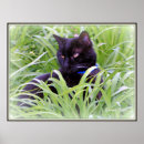 Search for bombay posters Cat
