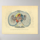 Search for low section posters Anatomy