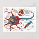 Search for nerve postcards Neuron