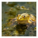 Search for green frog posters Toad