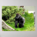 Search for silverback gorilla posters Lowland