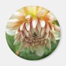Search for dahlia magnets Photography