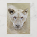 Search for brown eye postcards Wildlife