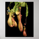 Search for tropical plants posters Nepenthes