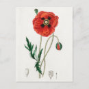Search for vintage rose illustration postcards Roses