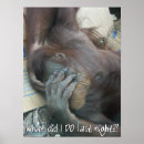 Search for orangutan posters Primate