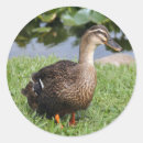Search for duck photo stickers Birds
