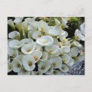 Search for callas postcards Calla lily