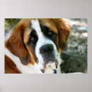 Search for st bernards posters Dogs