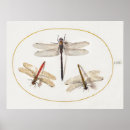 Search for dragonfly illustration posters Insect