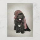 Search for newfoundland dog postcards Puppy
