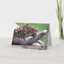 Search for amur cards Leopard