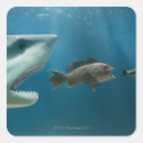 Search for chasing stickers Nature