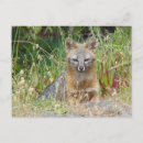 Search for wild fox postcards Mammal