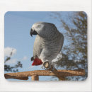 Search for african grey mousepads Psittacus erithacus